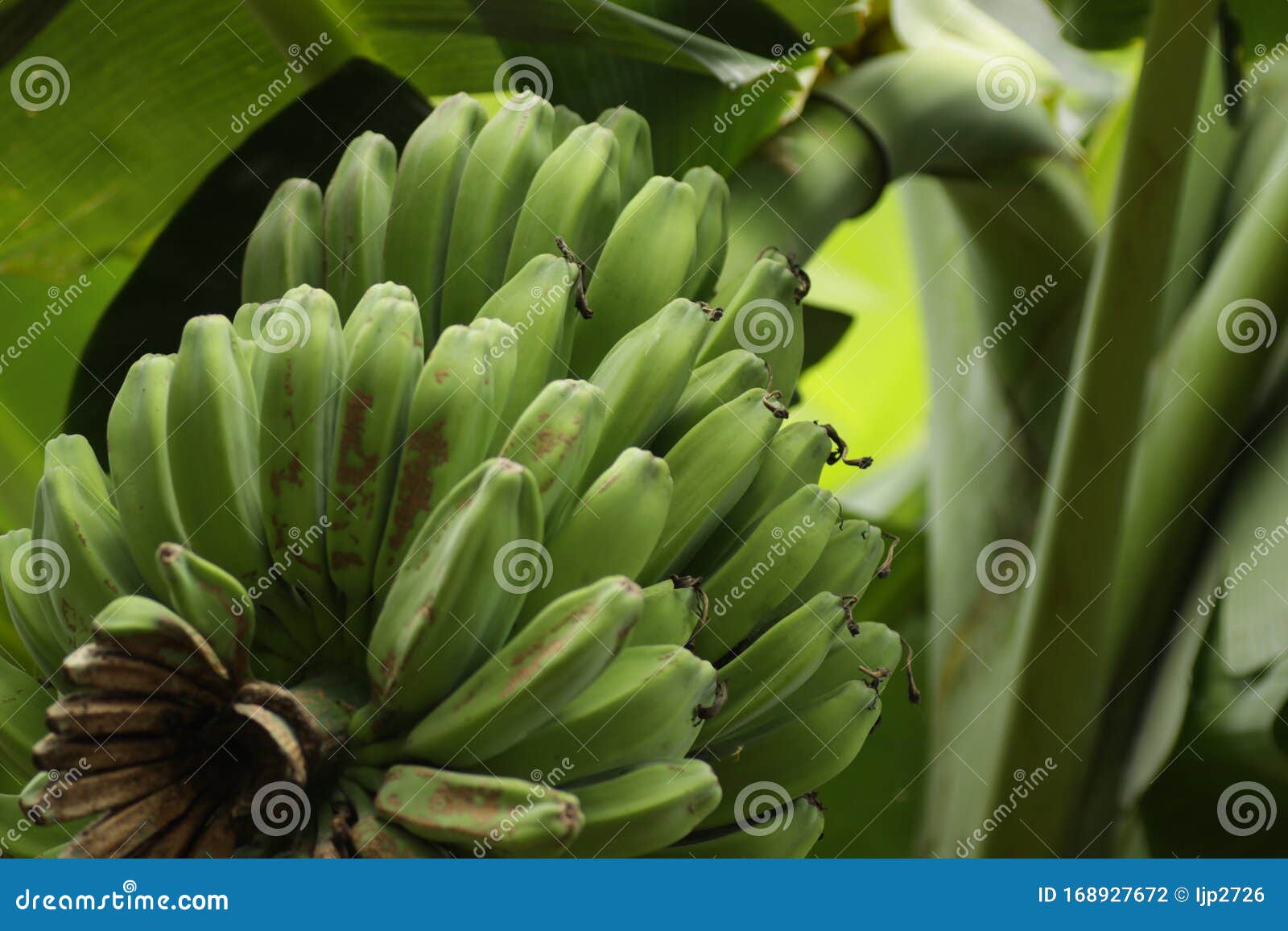 pisang kepok / musa acuminata Ãâ balbisiana